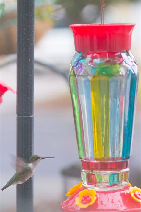 Make nectar for hummingbirds. Things To Know About Make nectar for hummingbirds. 